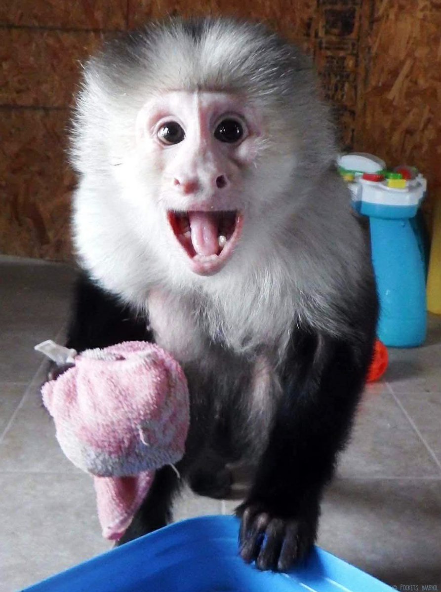 Pockets Warhol tweet media