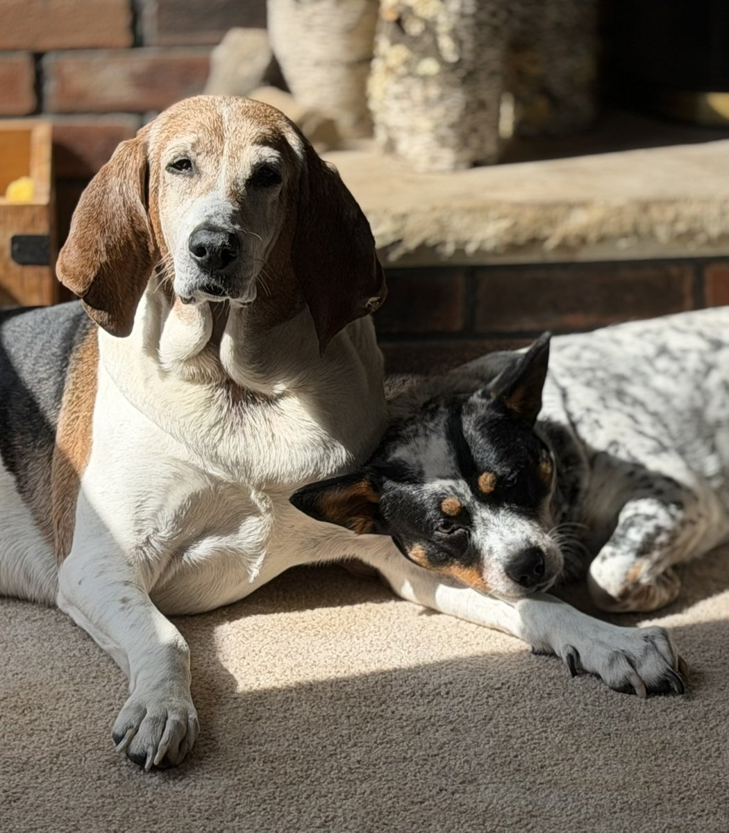 HundeHaus and Bear tweet media