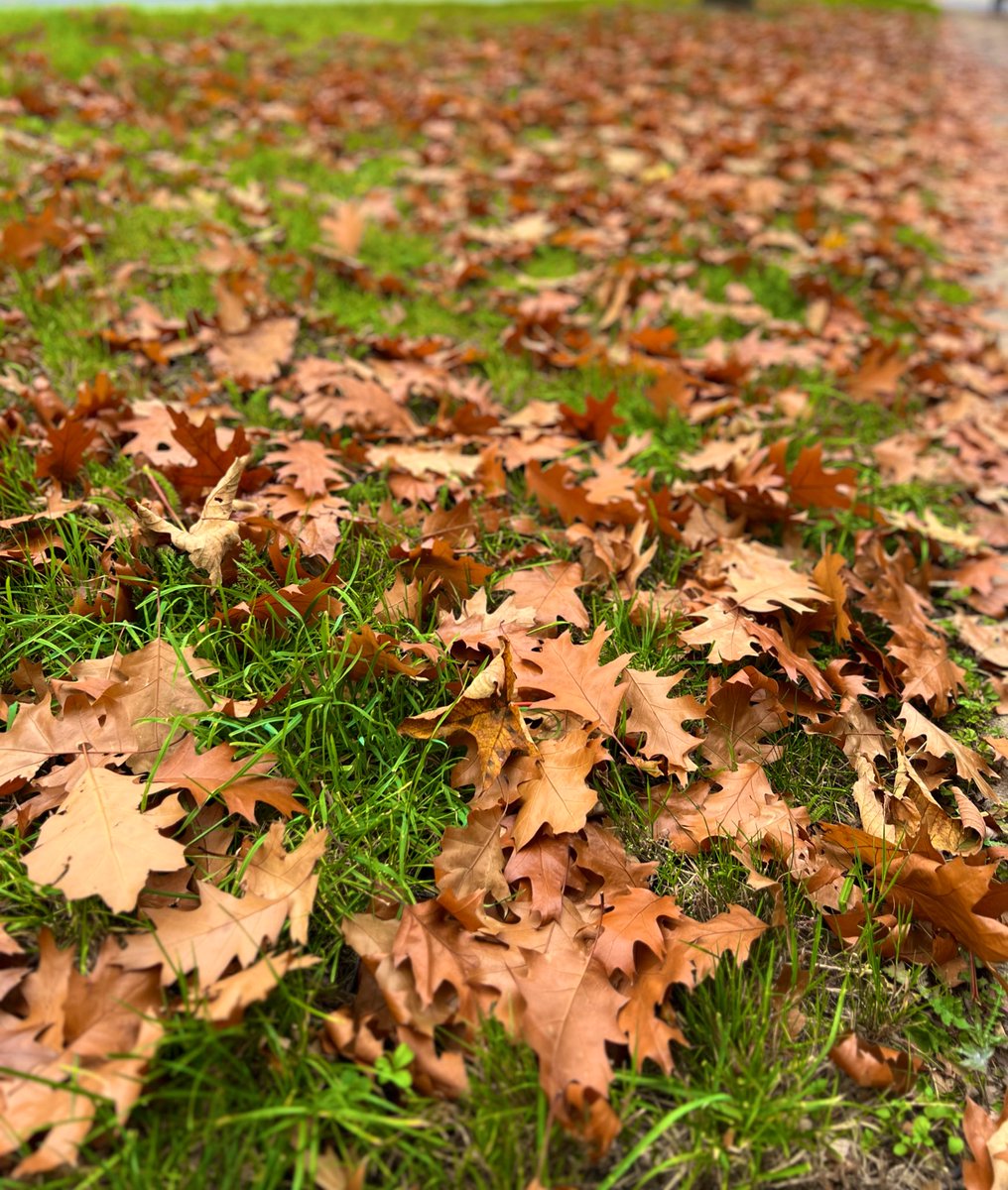 KayWierba's tweet image. Let’s see your leaf 🍁 photography 
&amp;amp;
Here’s my autumn 🍂 throwback 

#photography #leaf #leaves