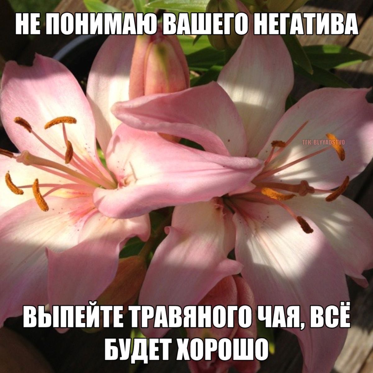 твоя звездочка tweet media