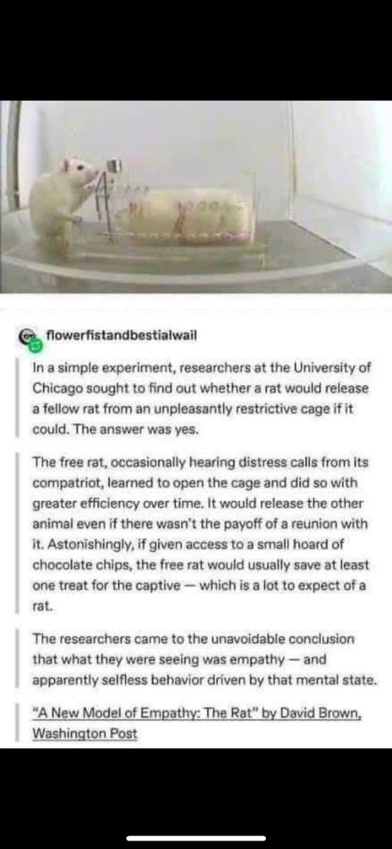 Baleiric's tweet photo. It seems rats have more empathy than our current establishment. https://t.co/yqtOD2xYH1