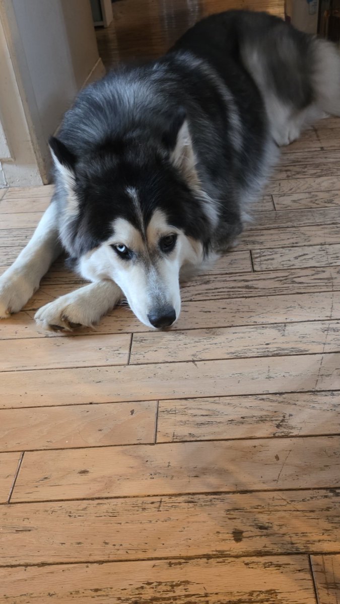 Kayla Lavender🌲🪻 tweet media