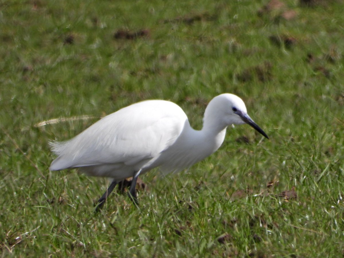 Alan Boddington tweet media