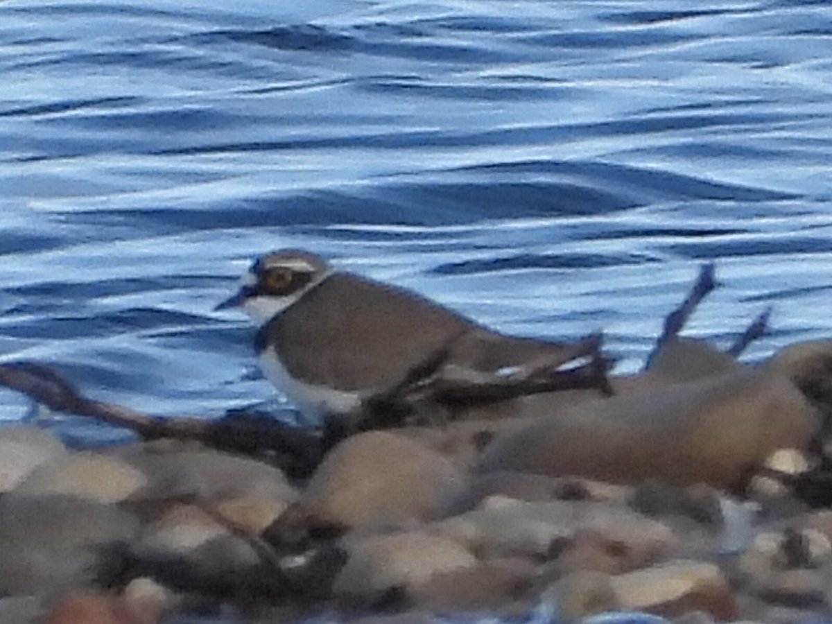 Alan Boddington tweet media