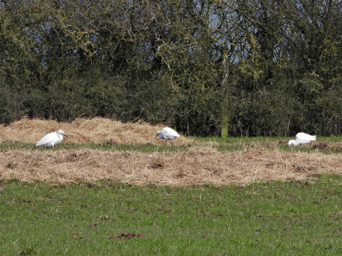 Alan Boddington tweet media