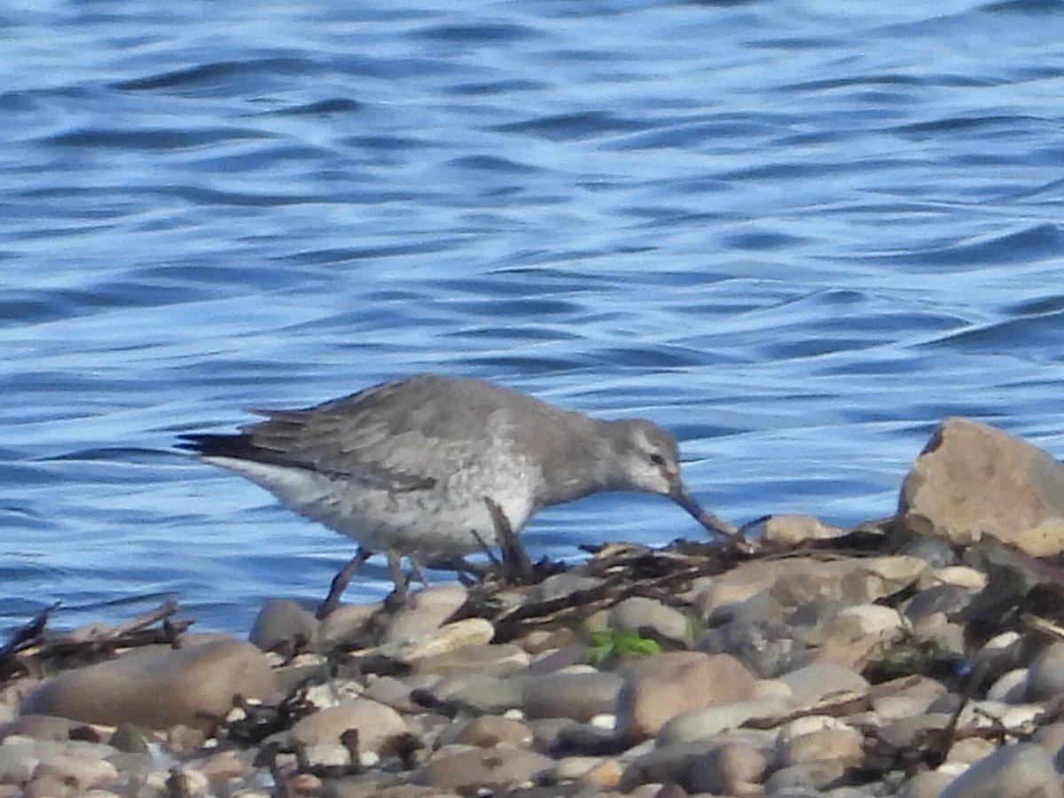 Alan Boddington tweet media