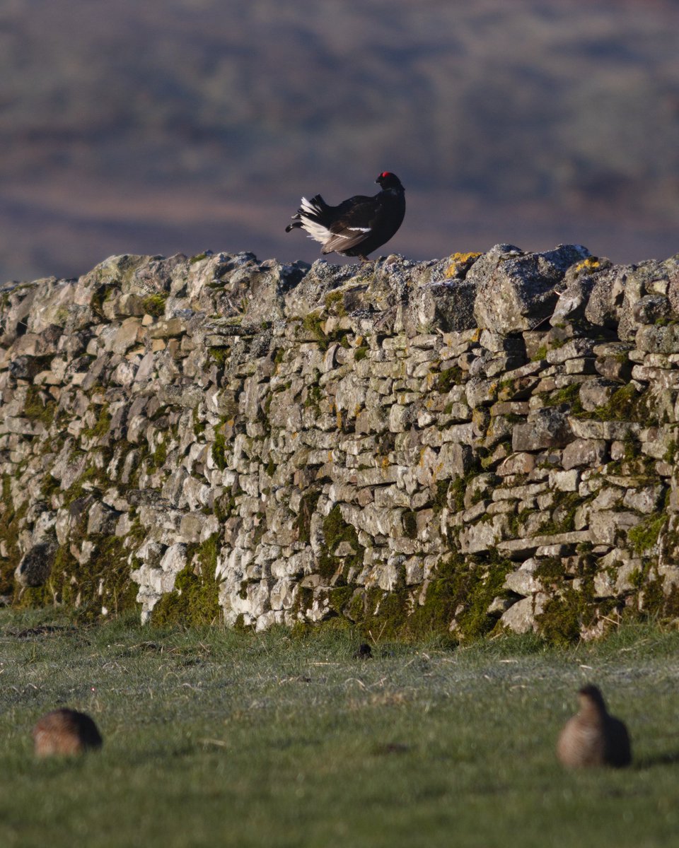 Old Dairy Swaledale tweet media