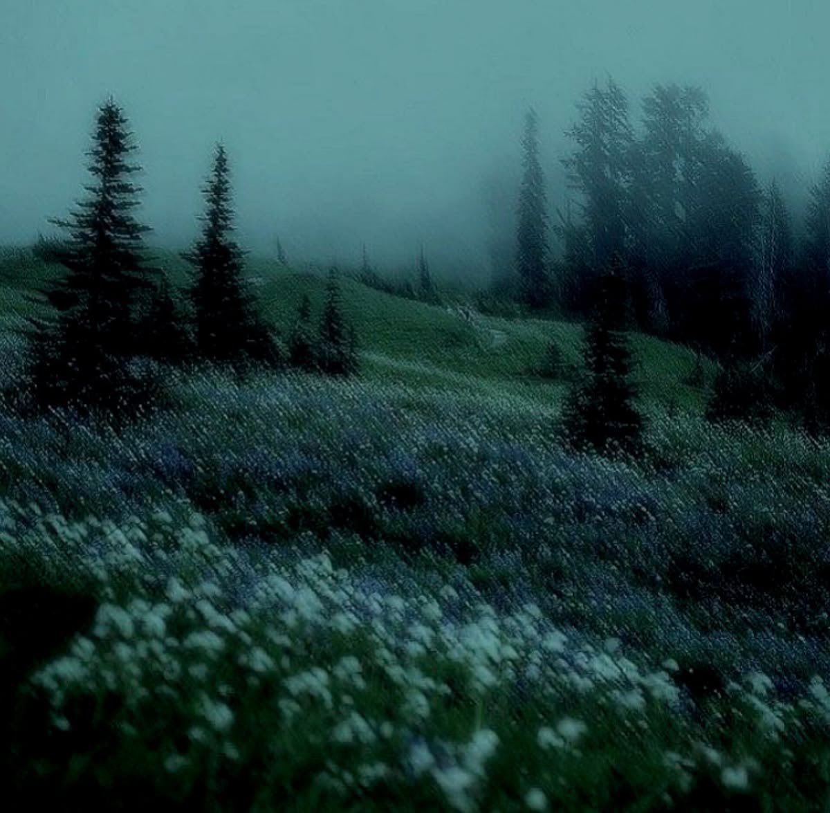 ☆┆˙∘˚•𝘈𝘯𝘥𝘳𝘦𝘸•˚∘˙ 🐊 tweet media