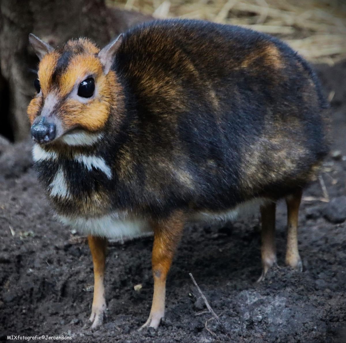 Zitto!! ^_^ tweet media