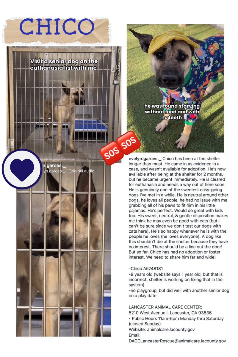 SarahjaneGille1's tweet image. MISSION SAVE CHICO  #RESCUES 🙏in LosAngeles #GreatLosAngelesDog #SaveChico #LADogSaveChico #AdoptChico #LASTARSADOPT #RescueChico #FosterChico #LADogAdoptChico by the #GRACEOFGOD ALIVE 🙏🙏MAR.14 ENTERED JAN.10 🆘HOW NOT ADOPTED ~CRITICAL 🆘🚨‼️🙏I BEG YOU TO HELP NOW” I WANT