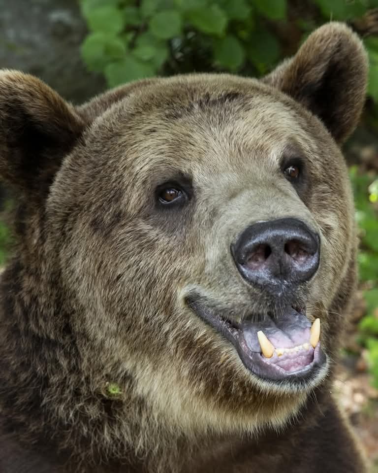 BEAR SANCTUARY Belitsa tweet media