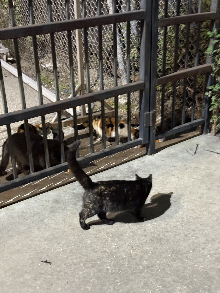 Greggles510 tweet media