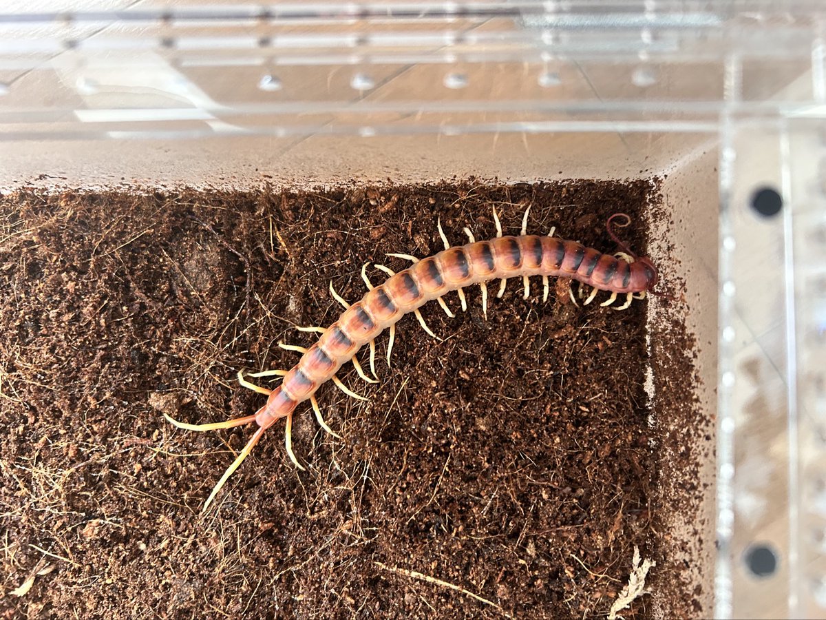 梶しゅー tweet media