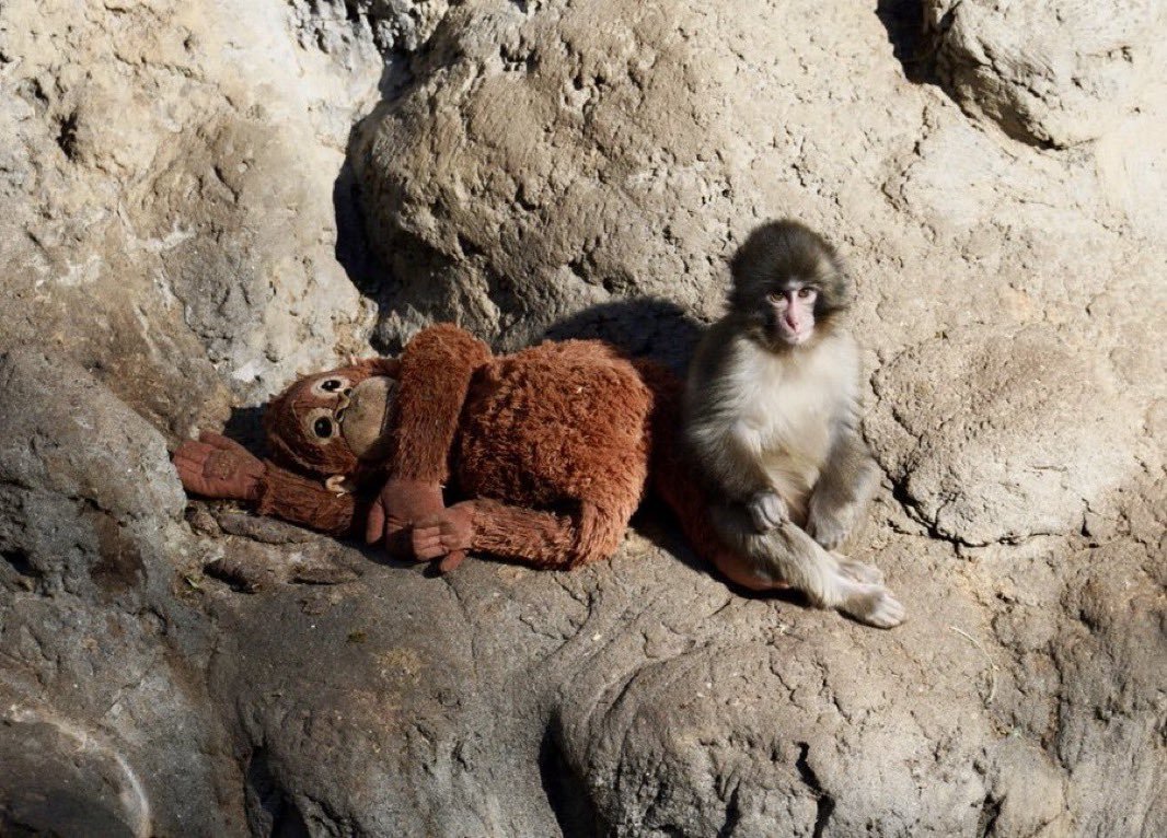 Brian Adams tweet media