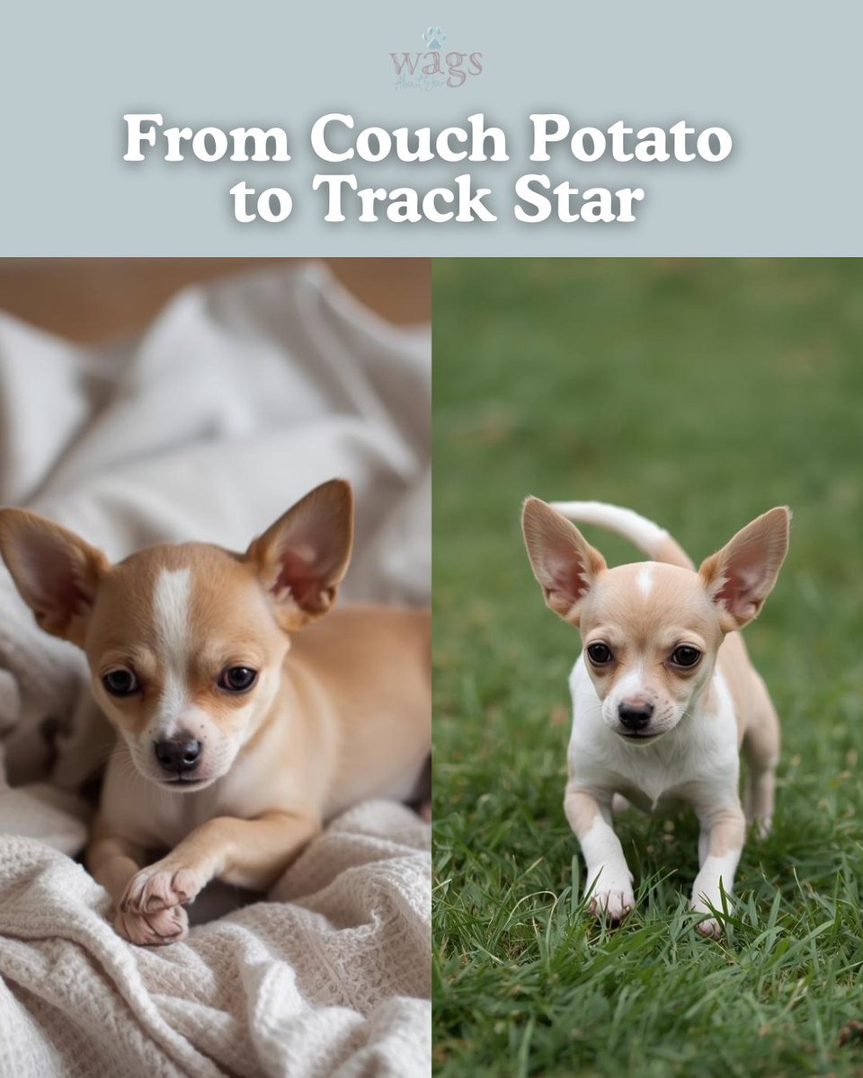 WagsAboutYouFL's tweet image. From Couch Potato to Track Star 🐕🌤️ Read more 
👉 wagsaboutyou.com/2026/03/01/sea…

#SpringDogs