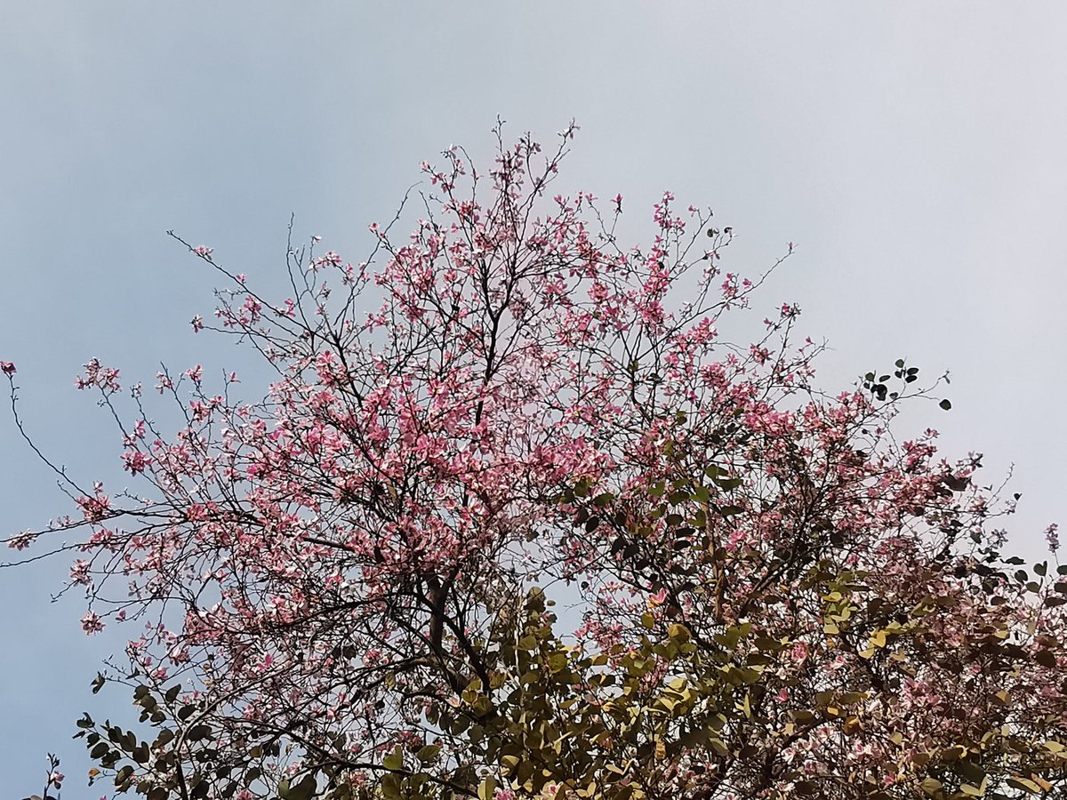 DelhiTrees tweet media