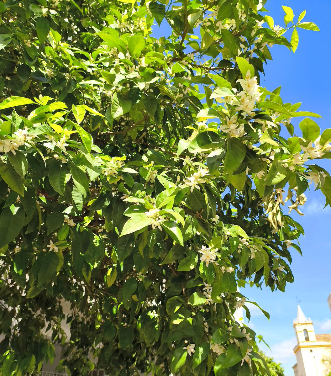 Javier Compás tweet media