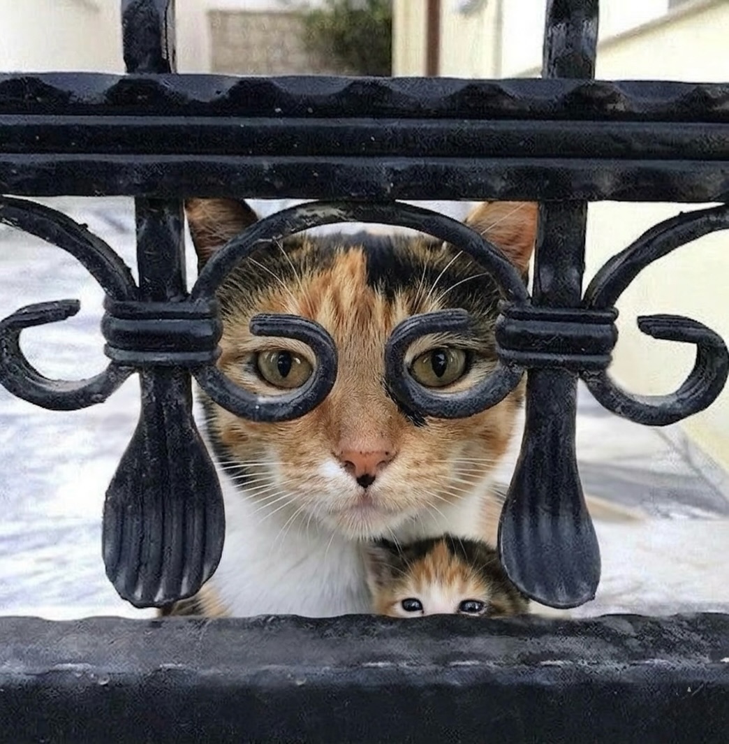 smol silly cat (@catsillyness) on Twitter photo 