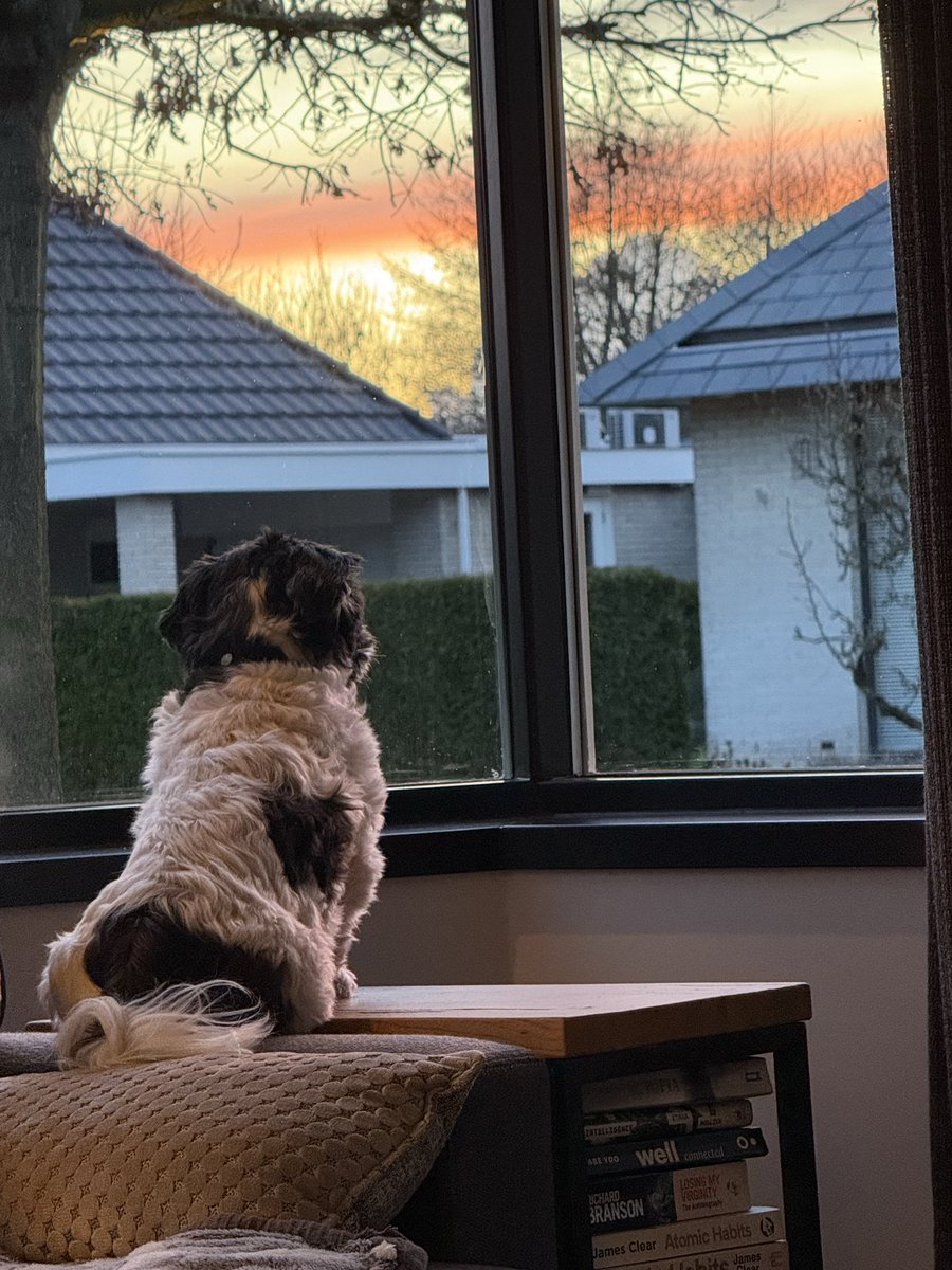 Sir Spikealot 🐾🐾 tweet media