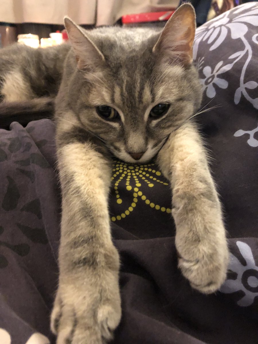 Eloleanne fredanne tweet media