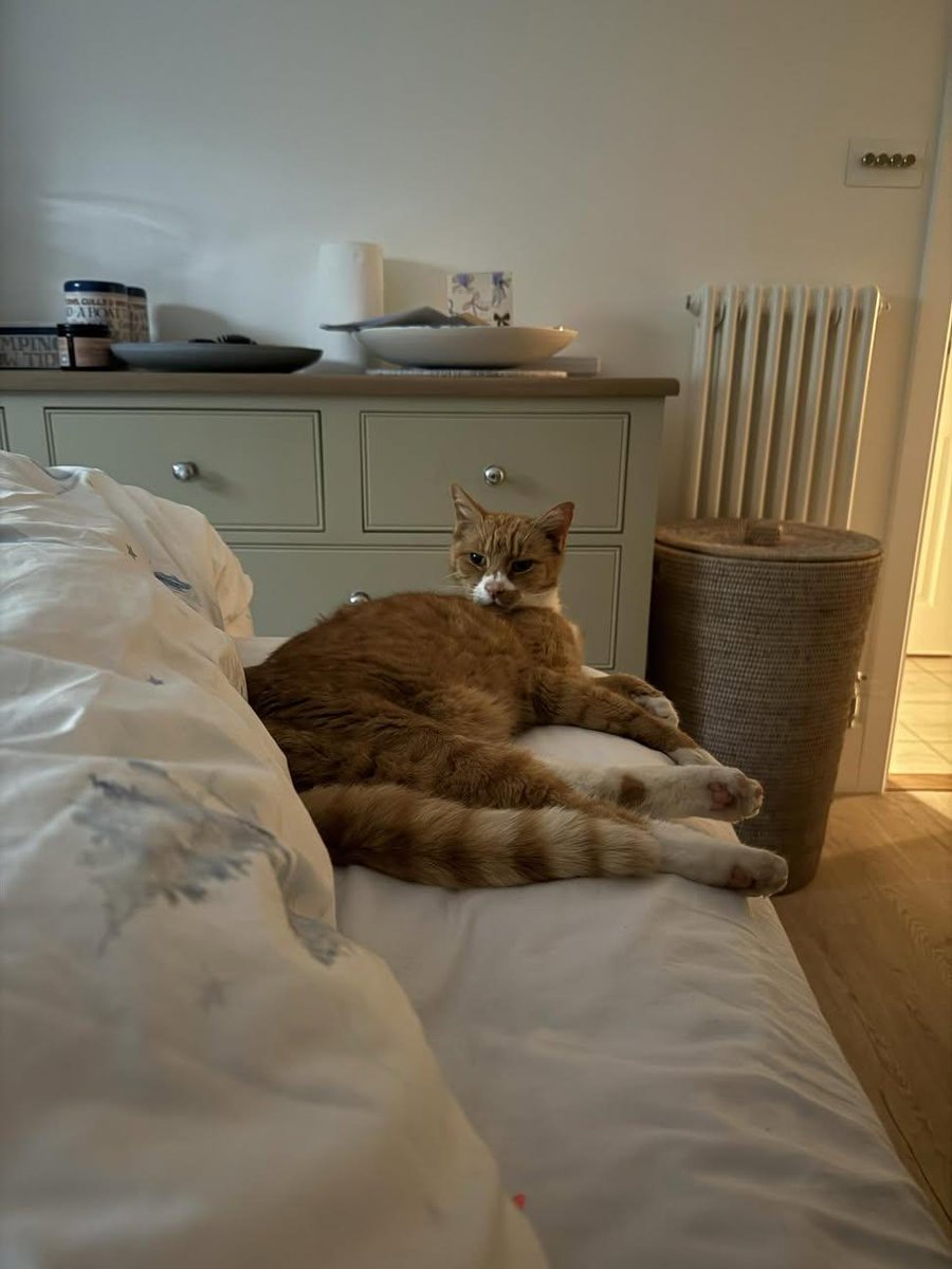 Sara Mary ⭐❤️ tweet media