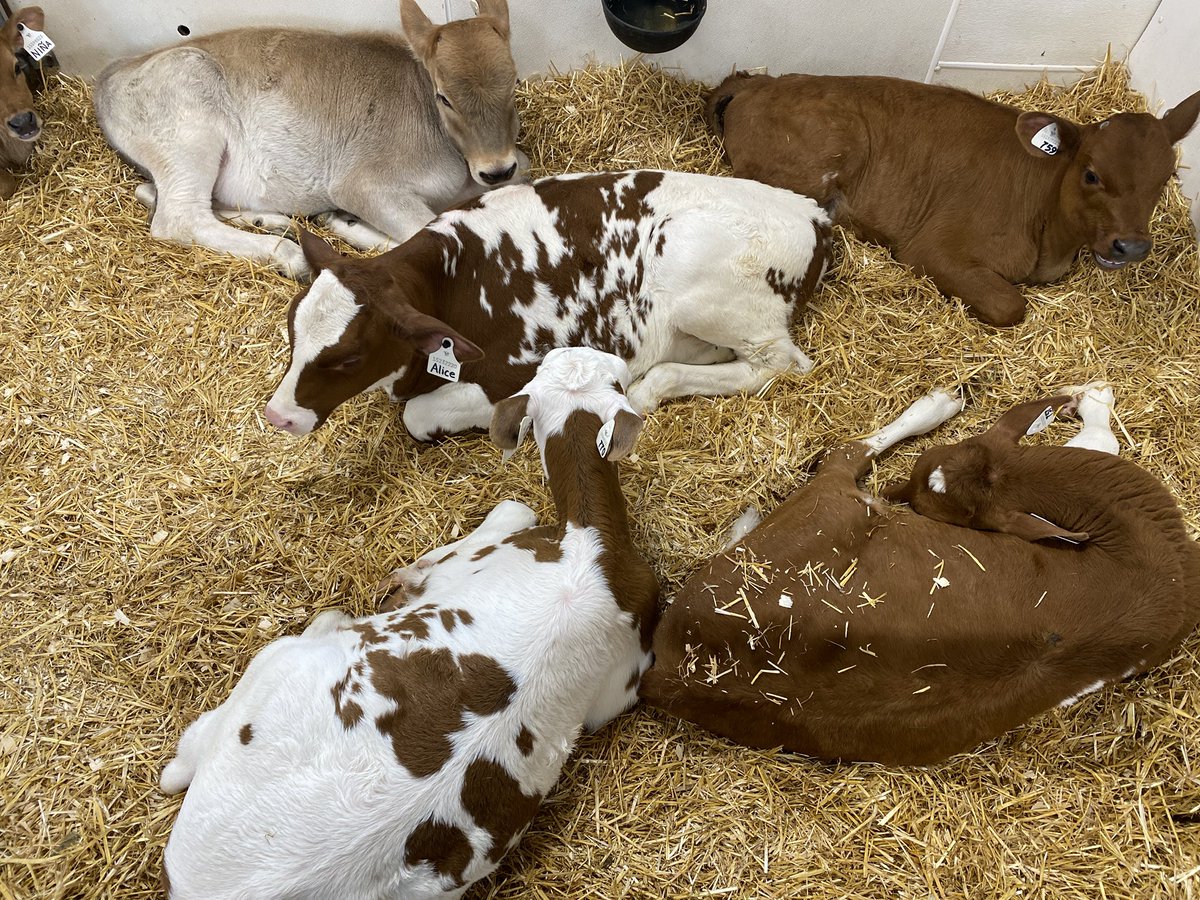 Mrs. Farrugia-Pavan (she/her/hers) tweet media