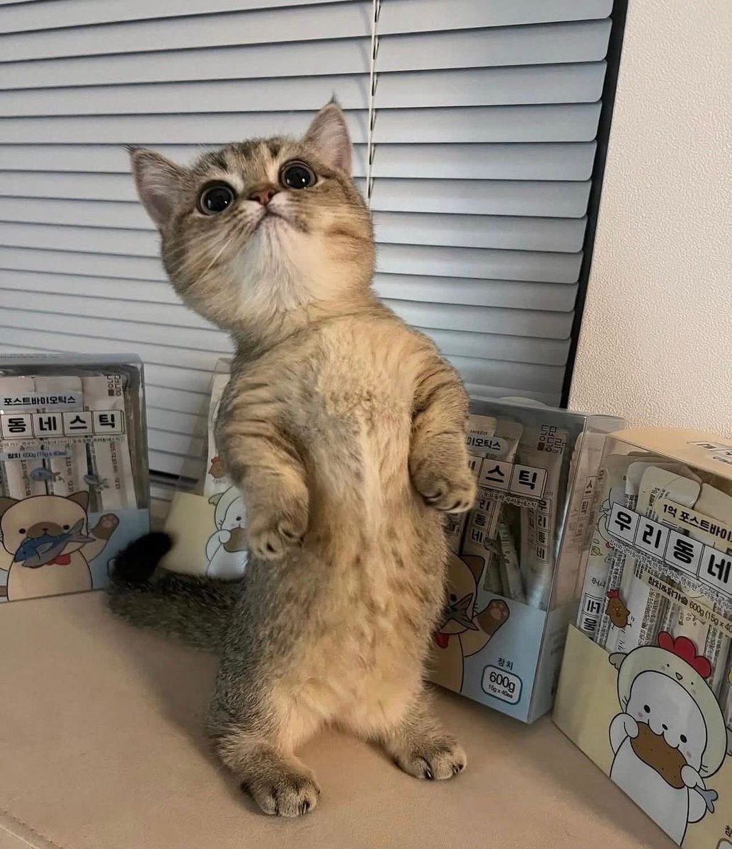 <a href="/TOTOGABACK/">OFFROAD 🚗</a> แมวนิ้ป้าววว