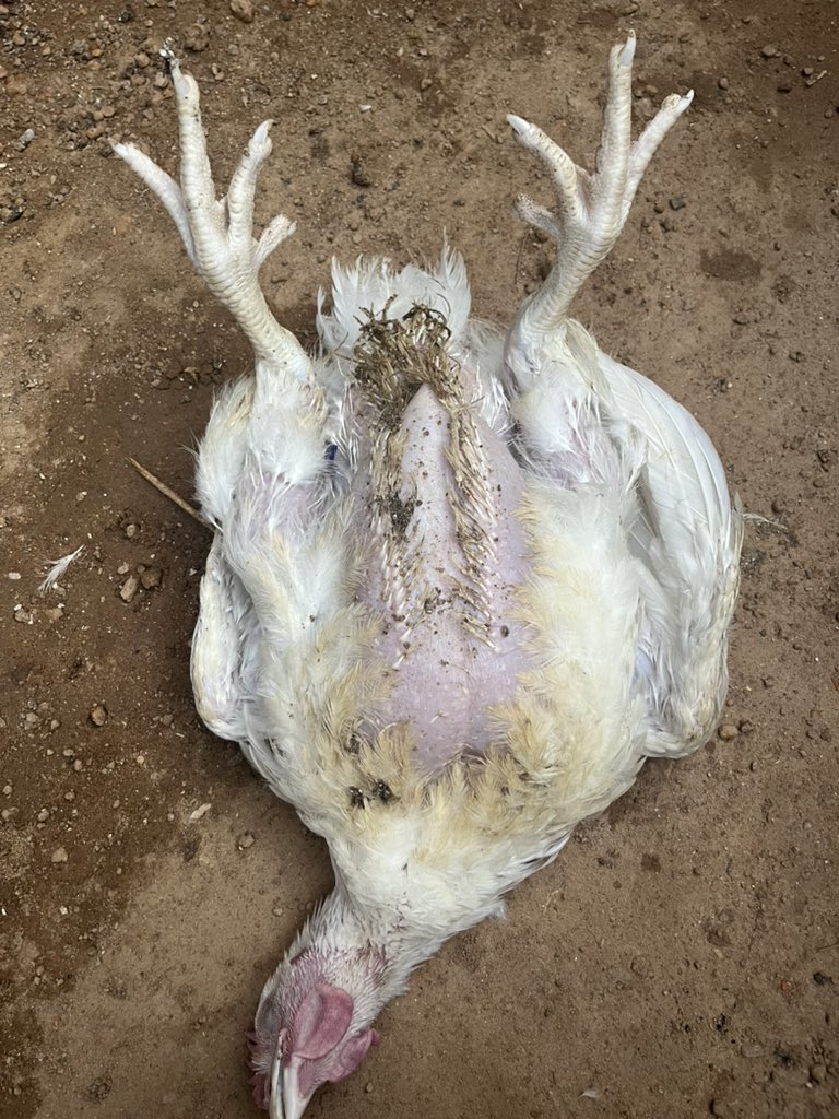 Jameelerh 🕊️ tweet media