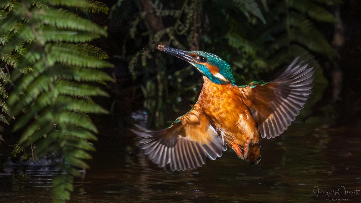 jeremy mcc tweet media