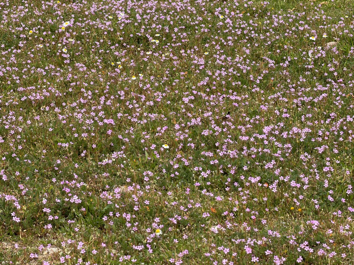 Celal Şimşek tweet media