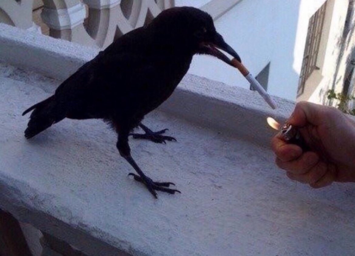 allison harvard burke tweet media