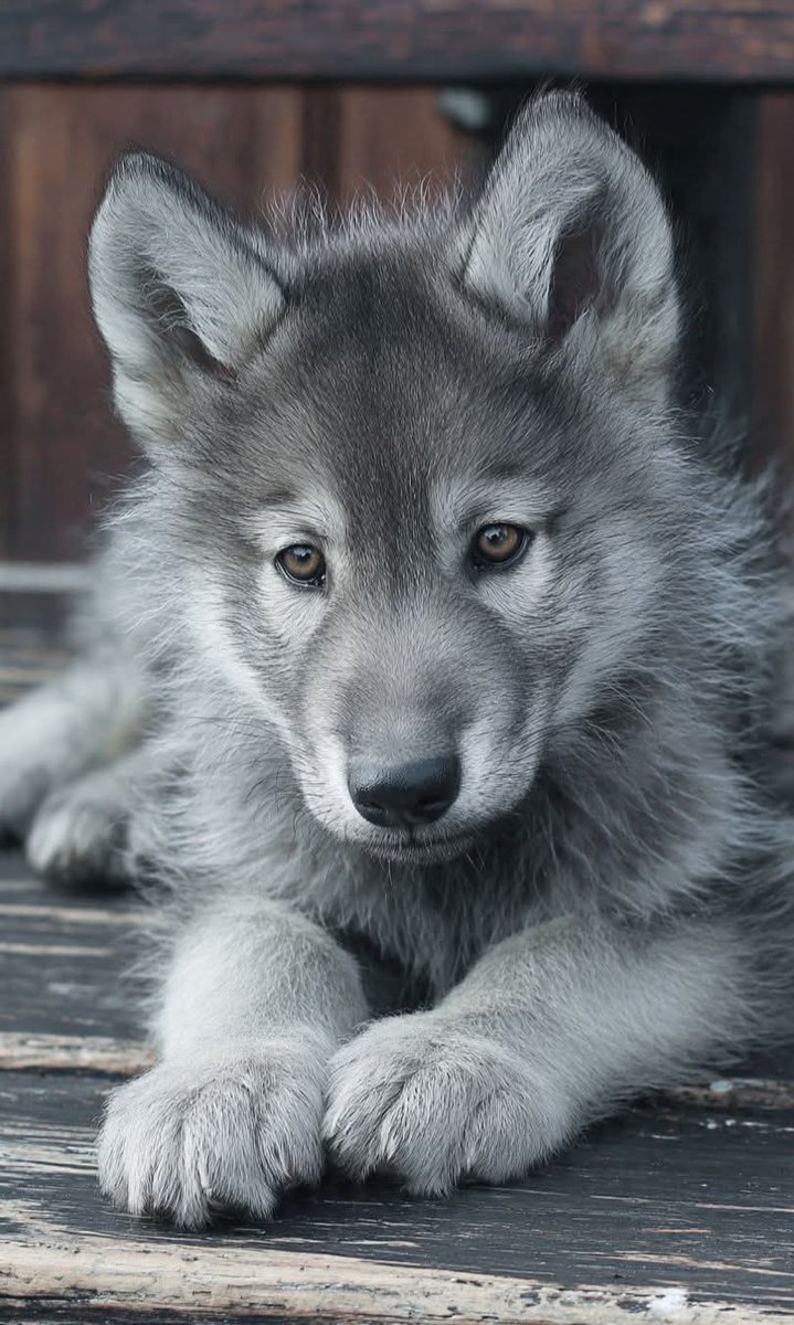 wolf lover community tweet media