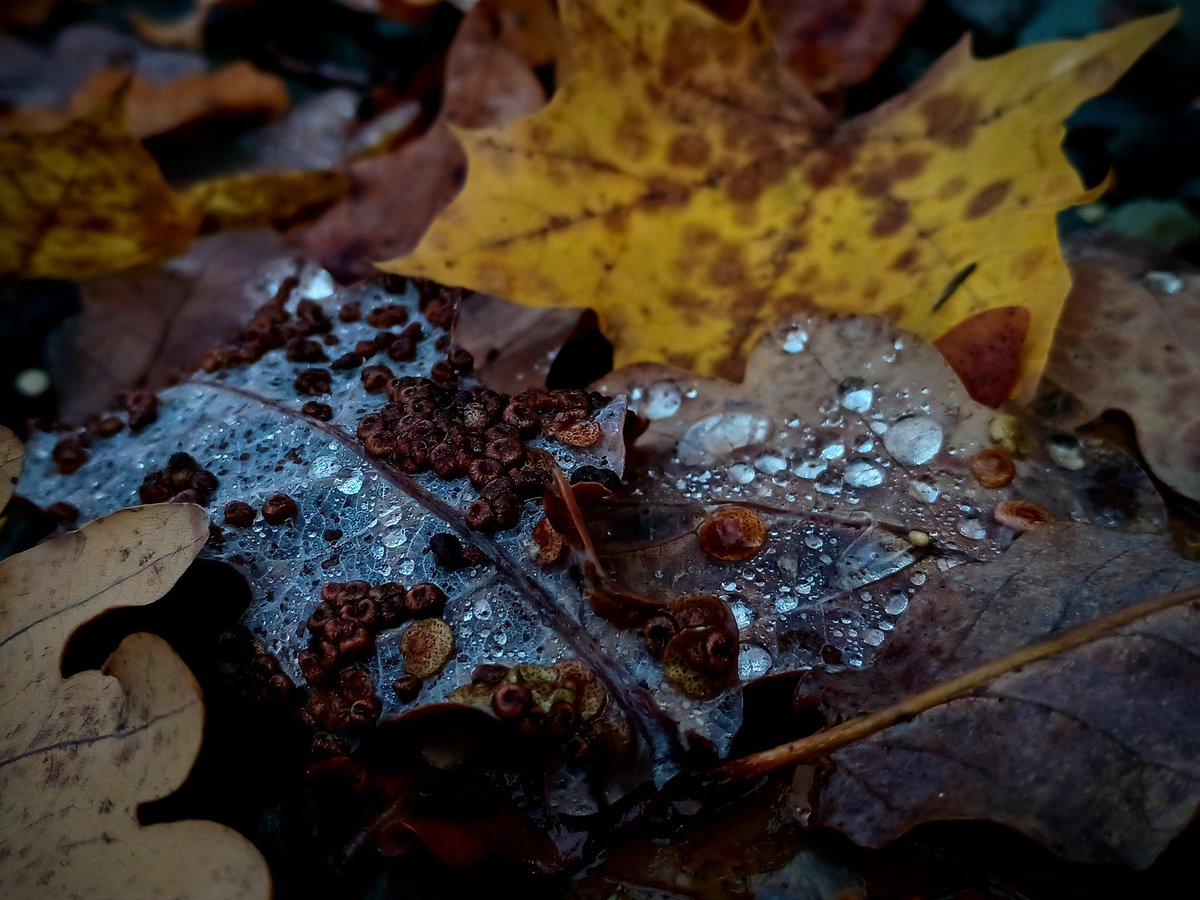 SewellLeigh's tweet image. Let’s see your leaf photography.  

Show me how sunlight and seasons whisper through your lens.