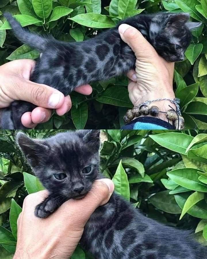 Cute Cats 🐱 tweet media