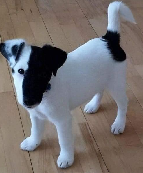 Tweets of Dogs tweet media