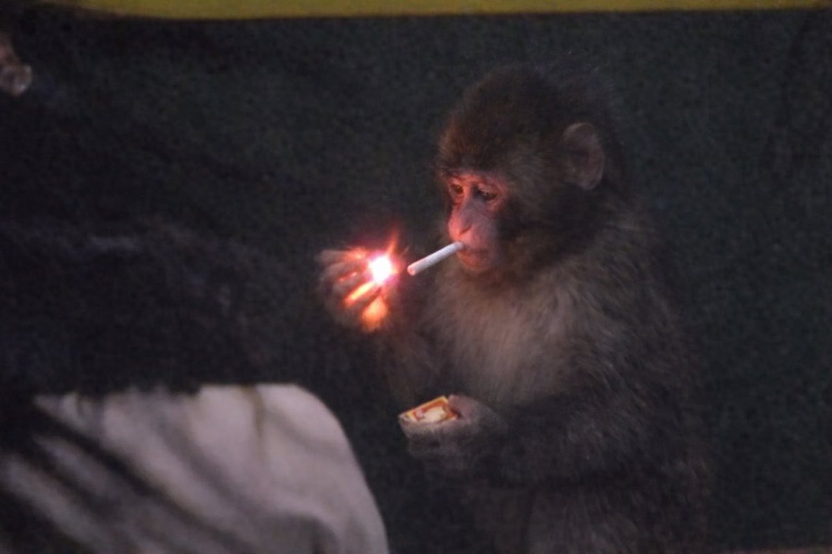 Joseph Lee tweet media