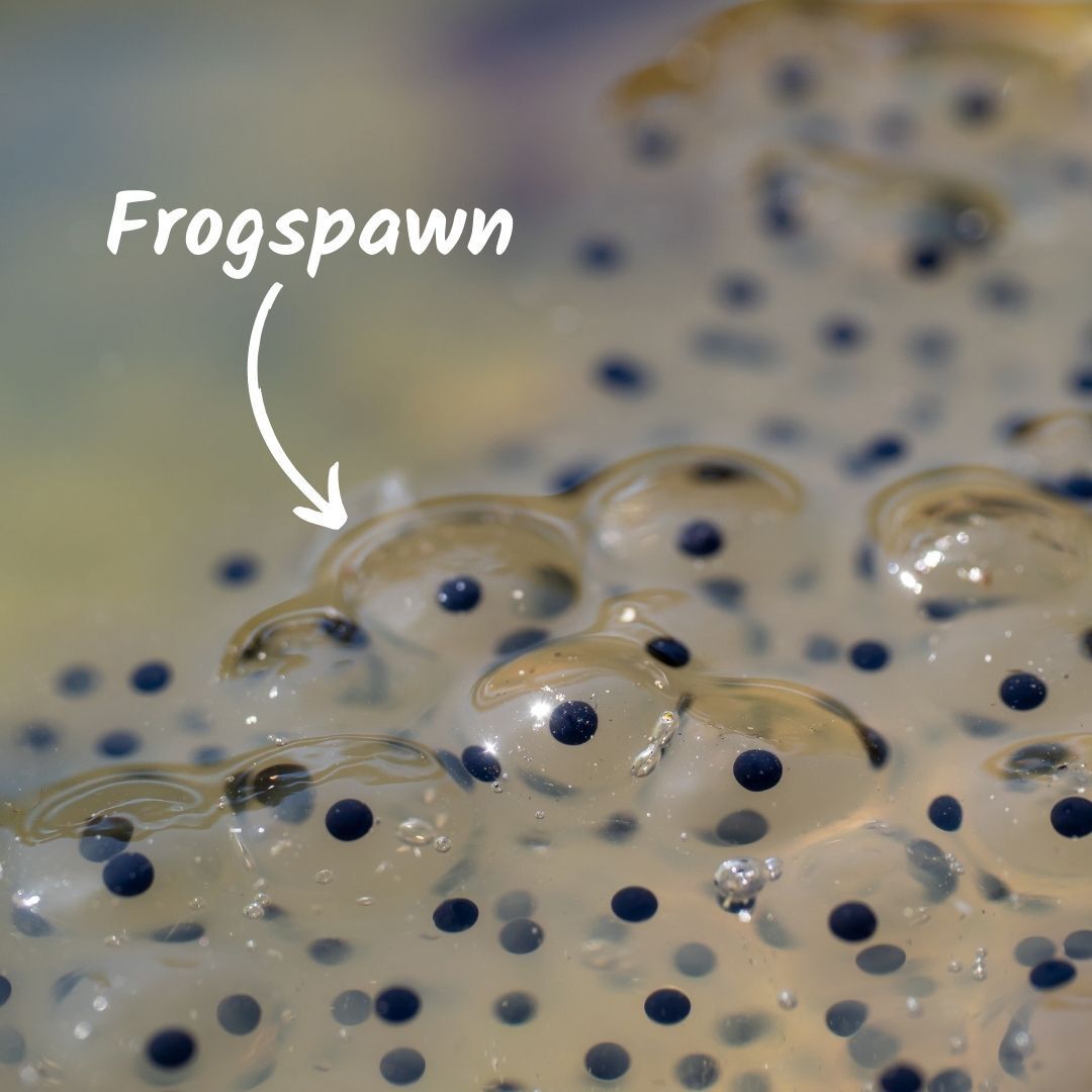 Field Studies Council tweet media