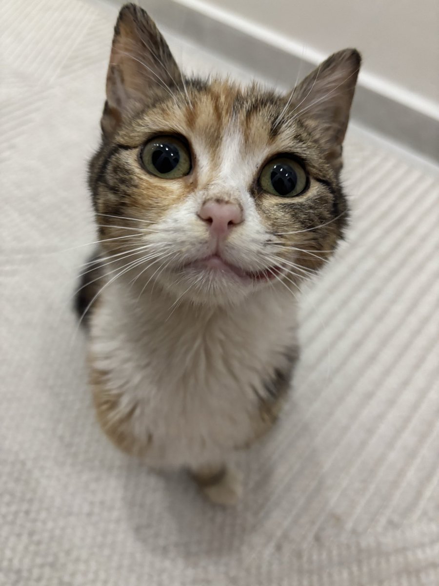 luna🍒 #boykot tweet media