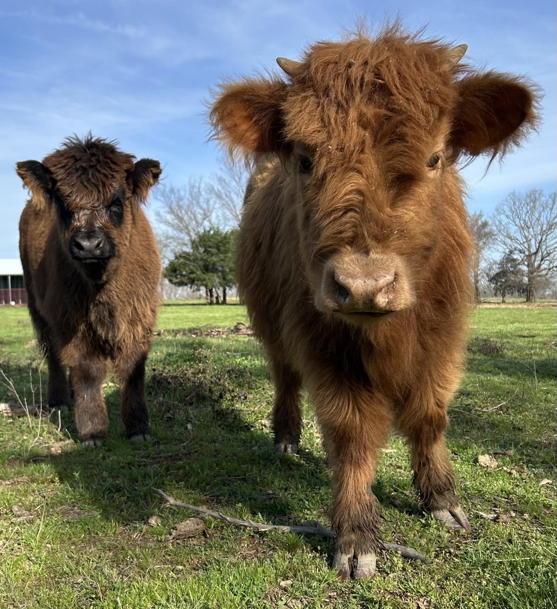 Jeff Brown tweet media