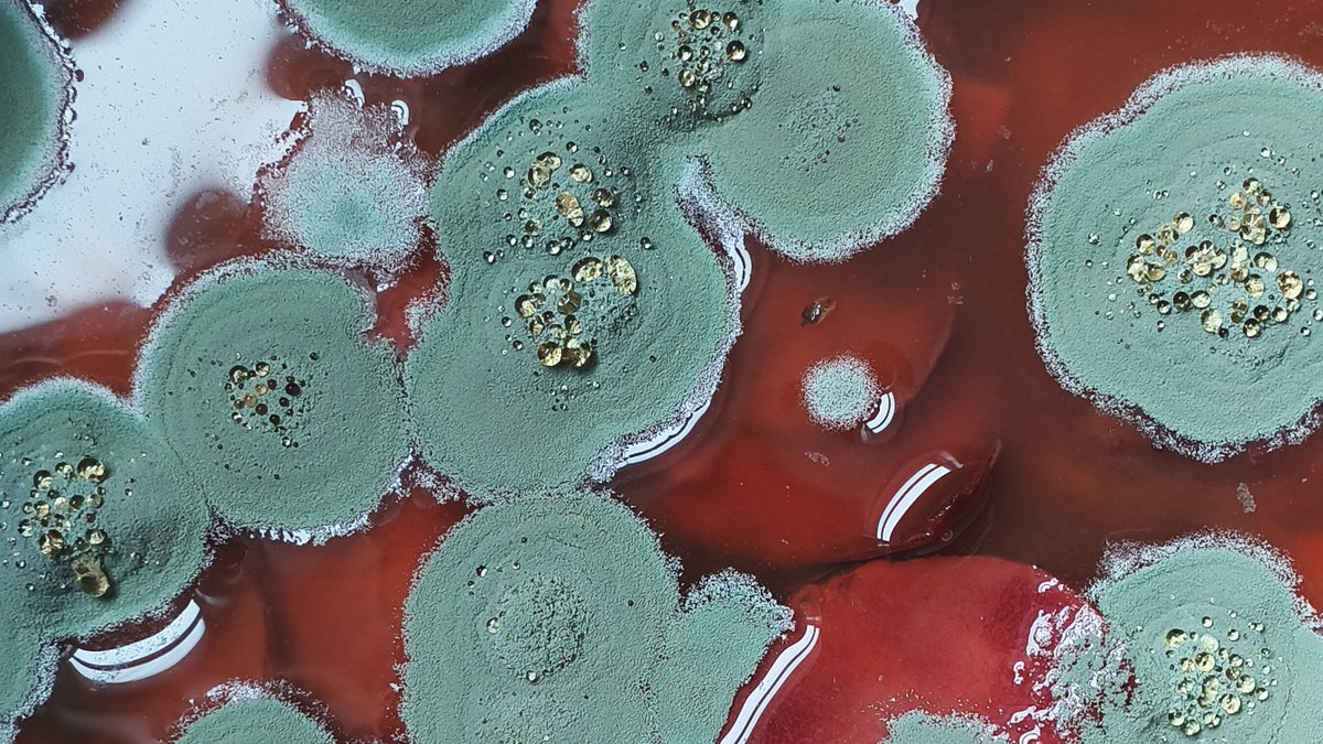 Joelle LB tweet media