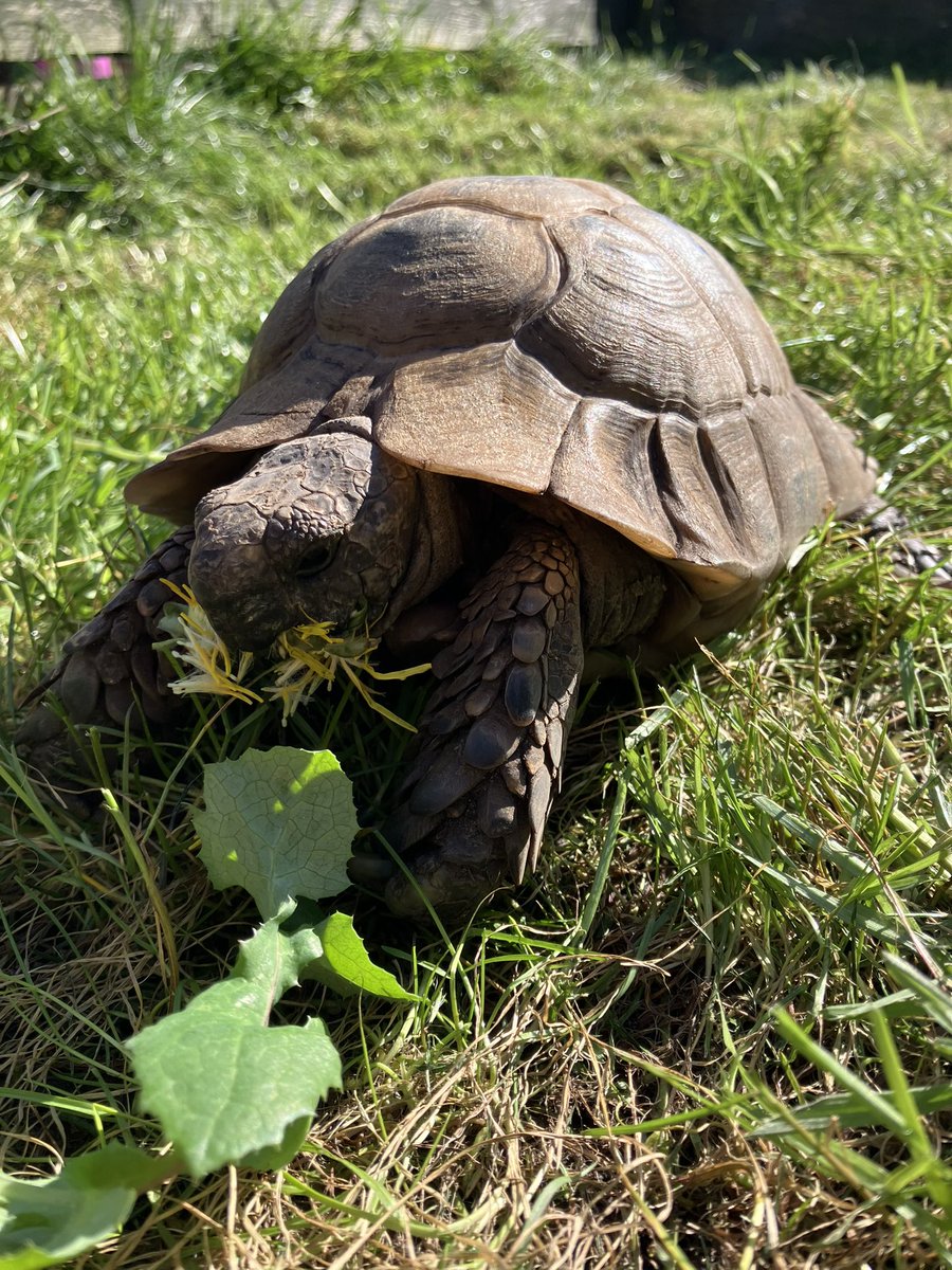 Prince Toby the Tortoise tweet media