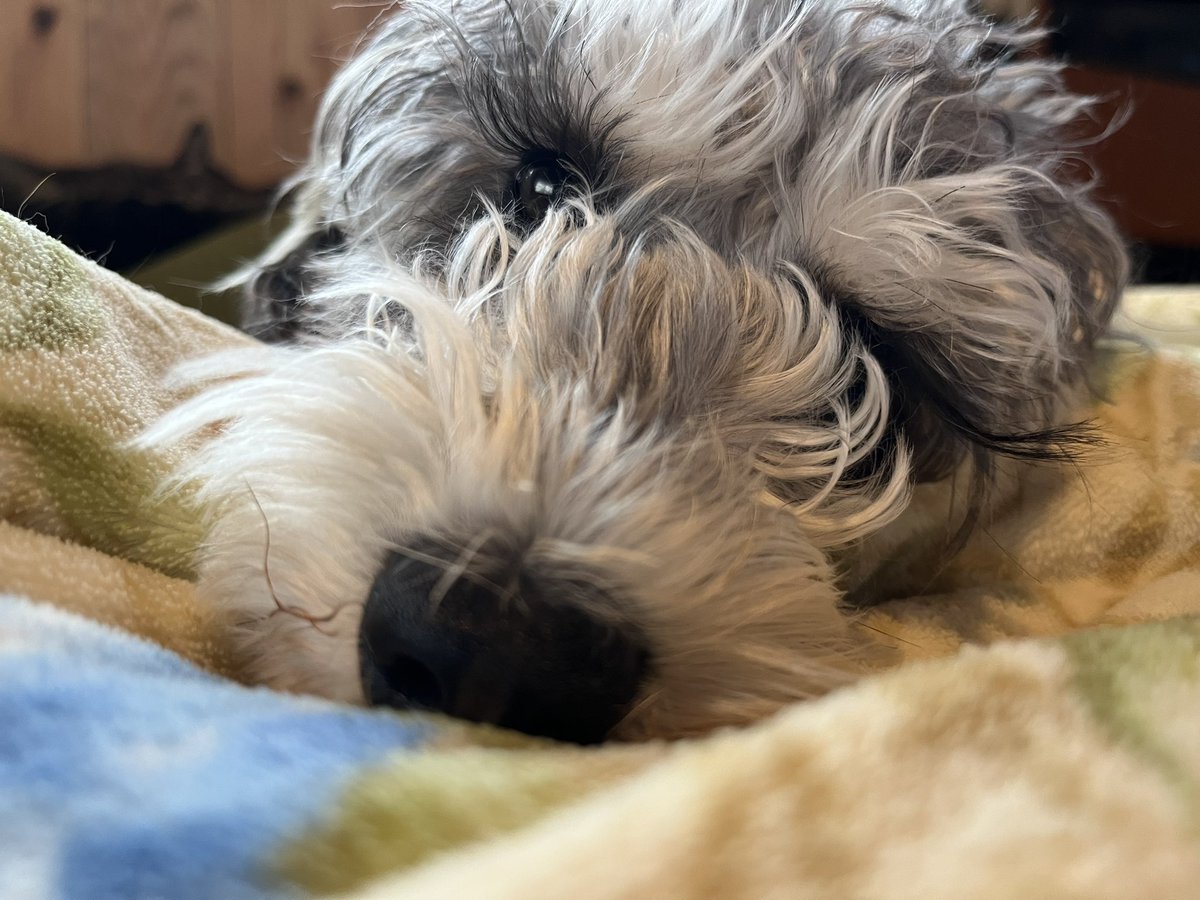 1212_toro's tweet photo. この子犬は無事成犬になり、爆走散歩をして私を全身筋肉痛にしたり、雨の中散歩に行かせて私が40°の風邪を引いたりしました https://t.co/YivNHHTgoG