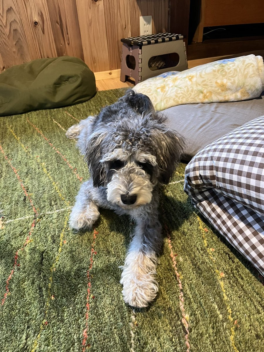 1212_toro's tweet photo. この子犬は無事成犬になり、爆走散歩をして私を全身筋肉痛にしたり、雨の中散歩に行かせて私が40°の風邪を引いたりしました https://t.co/YivNHHTgoG