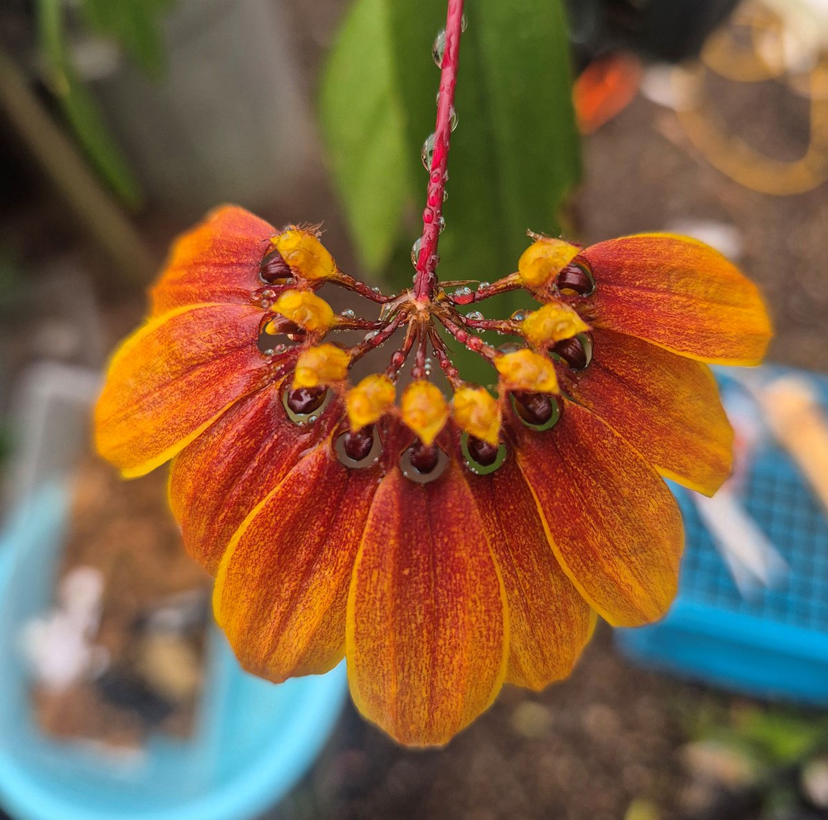 Colleen Zacharias tweet media