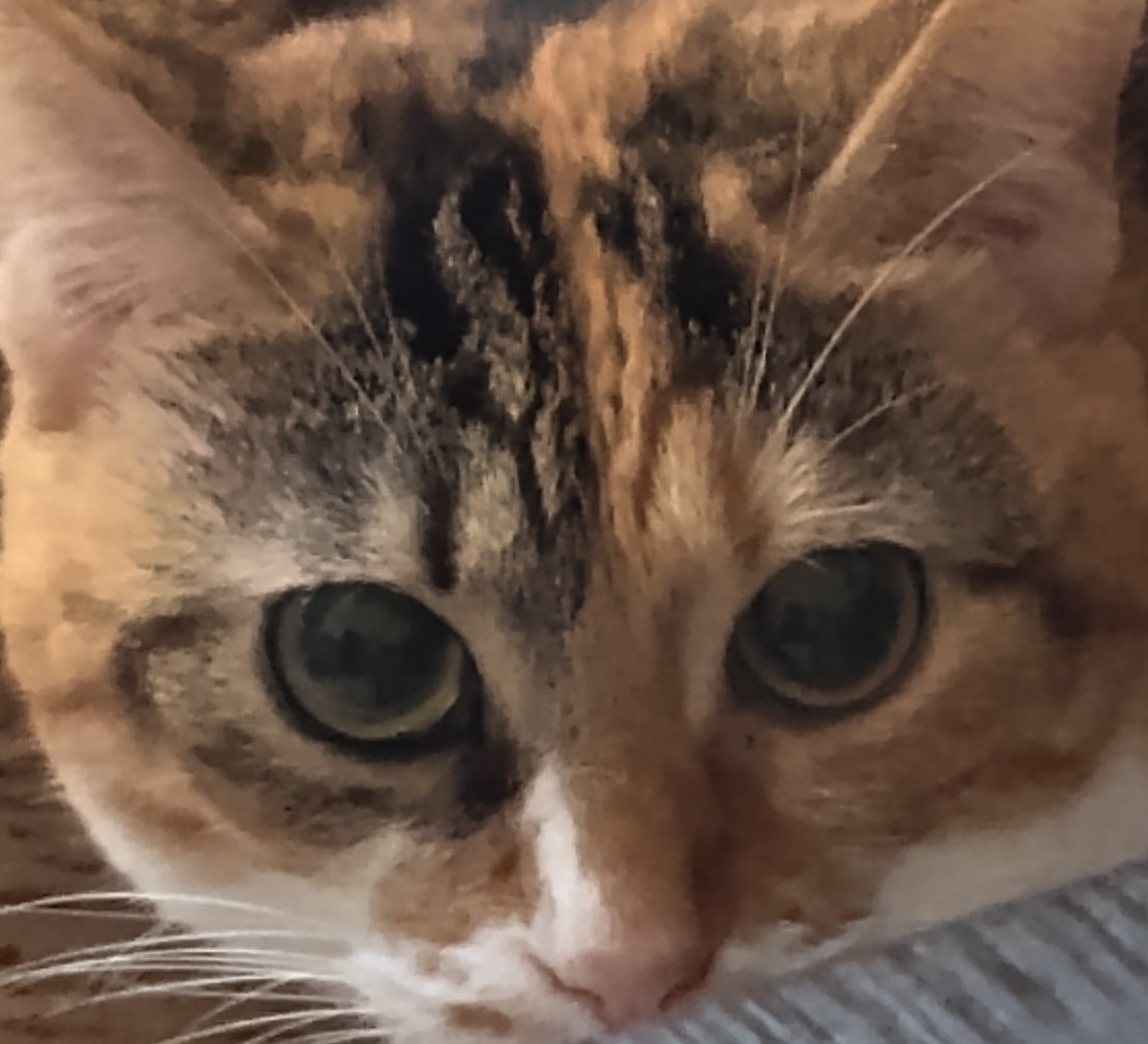 🔞Springroose🔞 (FREE 🎨🖌️OPEN 0/5) tweet media