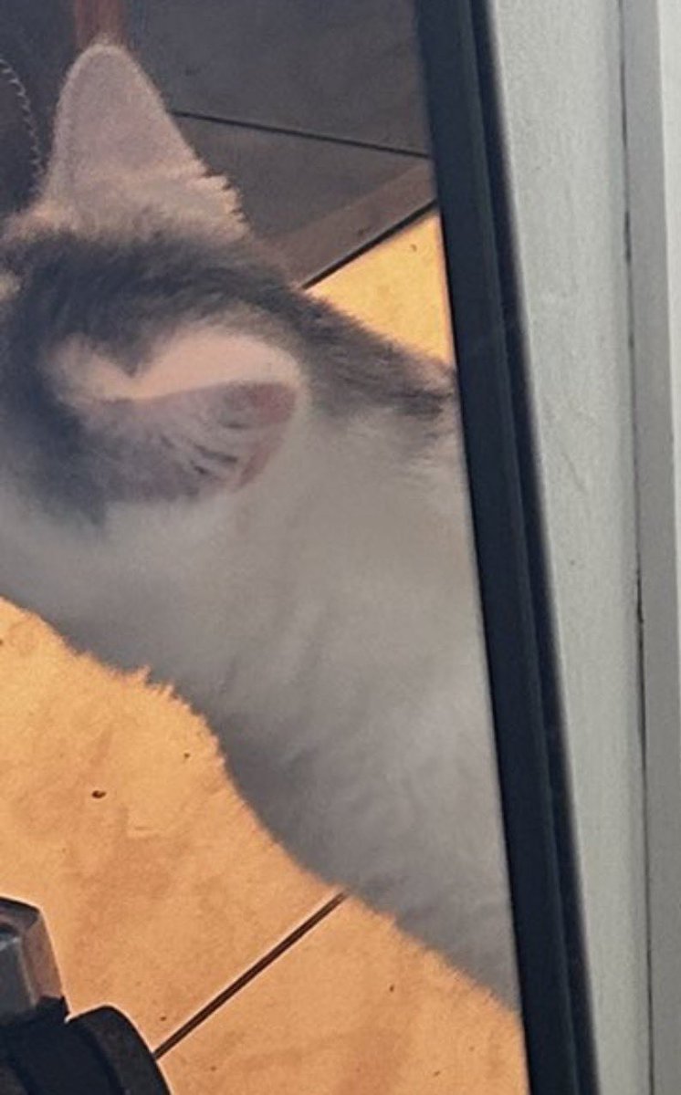 Asma 🌷🌸☁️🦭 tweet media