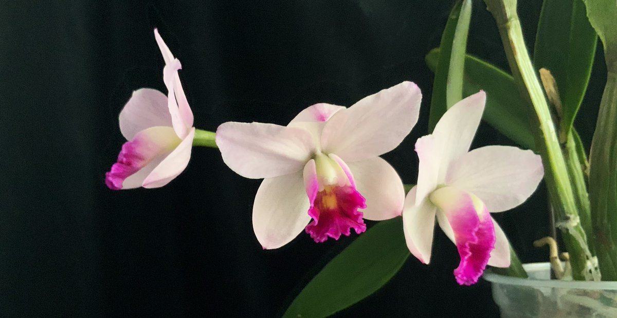 Colleen Zacharias tweet media