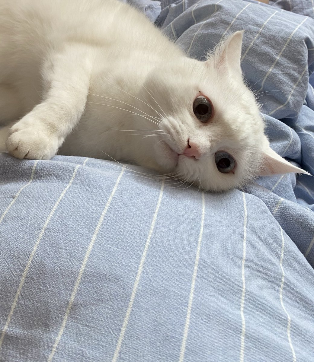 Химера tweet media