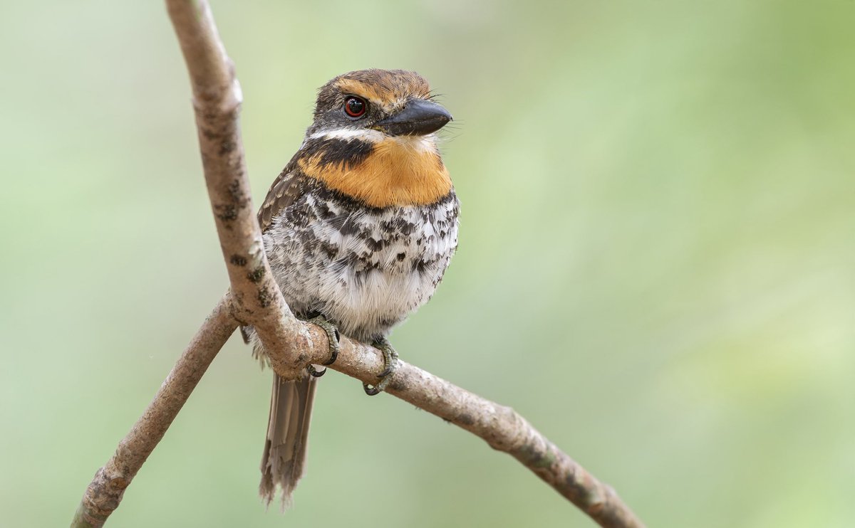 Jaime Andres Herrera tweet media