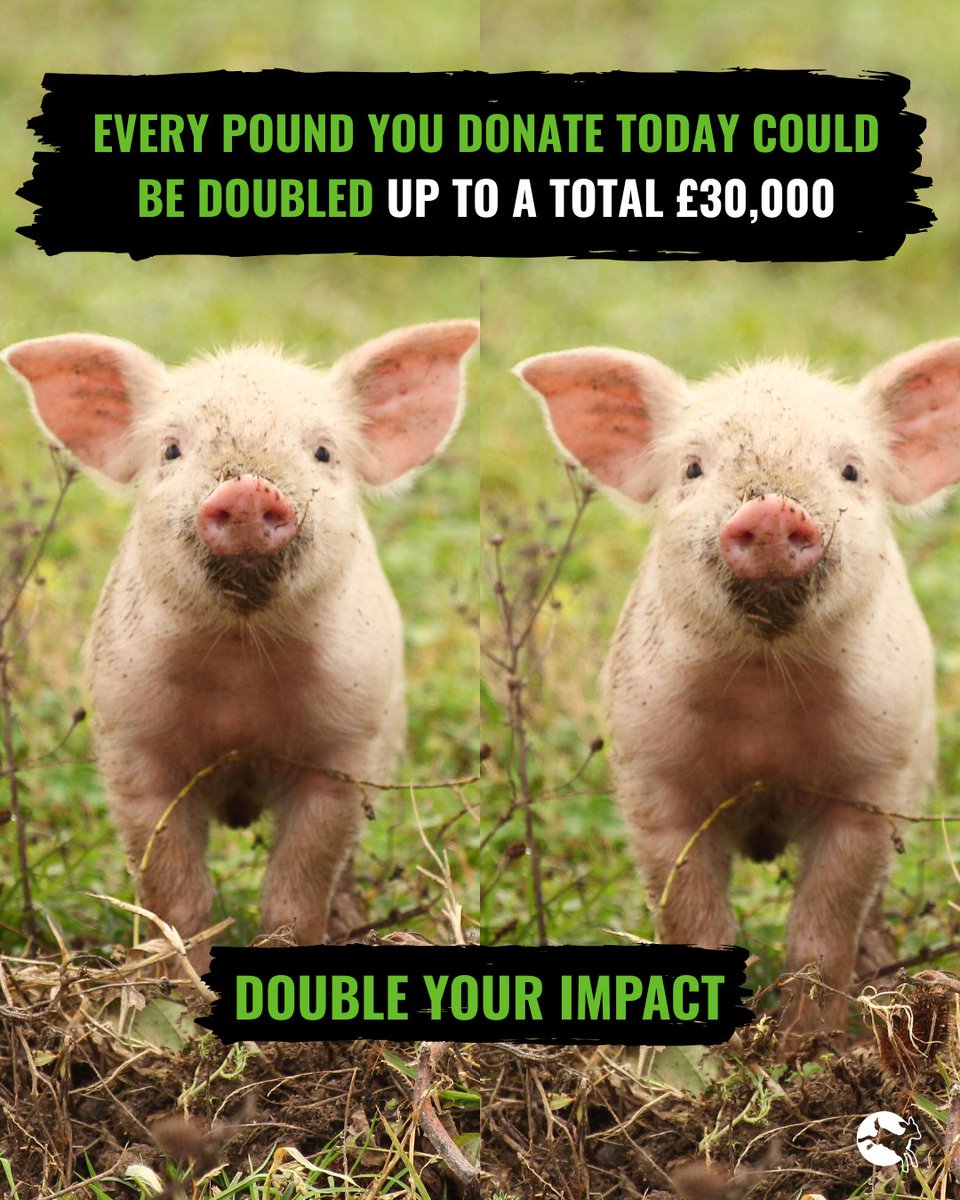 Compassion in World Farming UK tweet media